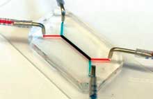placenta-on-a-chip